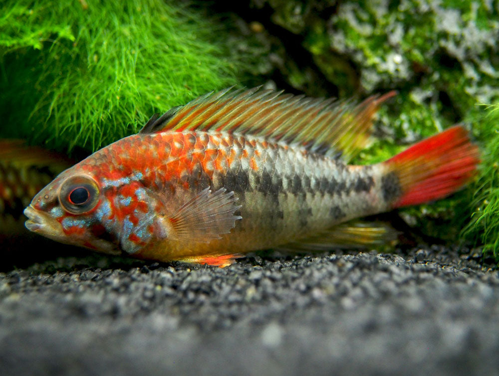Red Shoulder Dwarf Cichlid (Apistogramma macmasteri), Tank-Bred