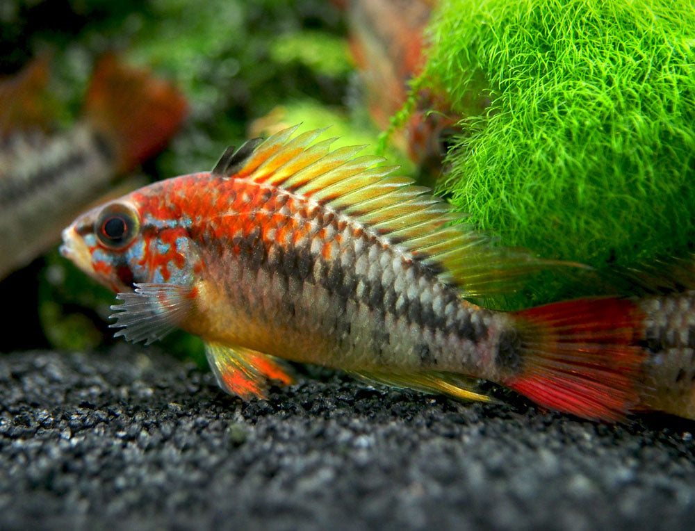 Red Shoulder Dwarf Cichlid (Apistogramma macmasteri), Tank-Bred