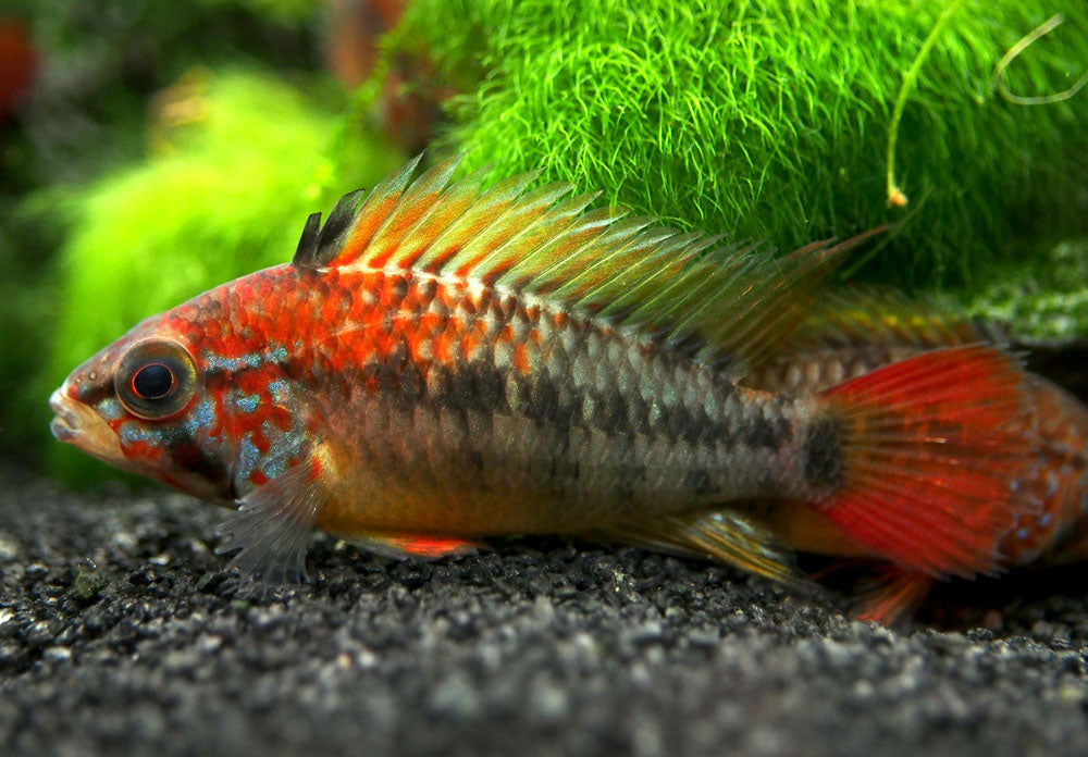 Red Shoulder Dwarf Cichlid (Apistogramma macmasteri), Tank-Bred