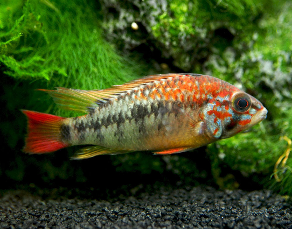Red Shoulder Dwarf Cichlid (Apistogramma macmasteri), Tank-Bred
