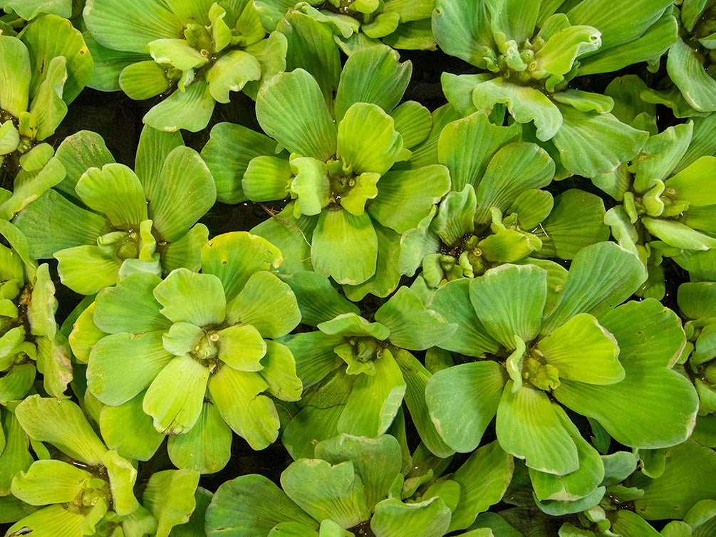 Water Lettuce (Pistia stratiotes), Regular and Jumbo