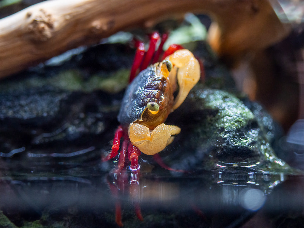 White Mandarin Vampire Crab (Geosesarma pontianak) - Aquatic Arts