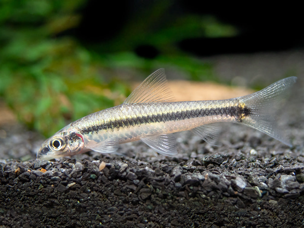 Flying Fox (Epalzeorhynchos kalopterum)