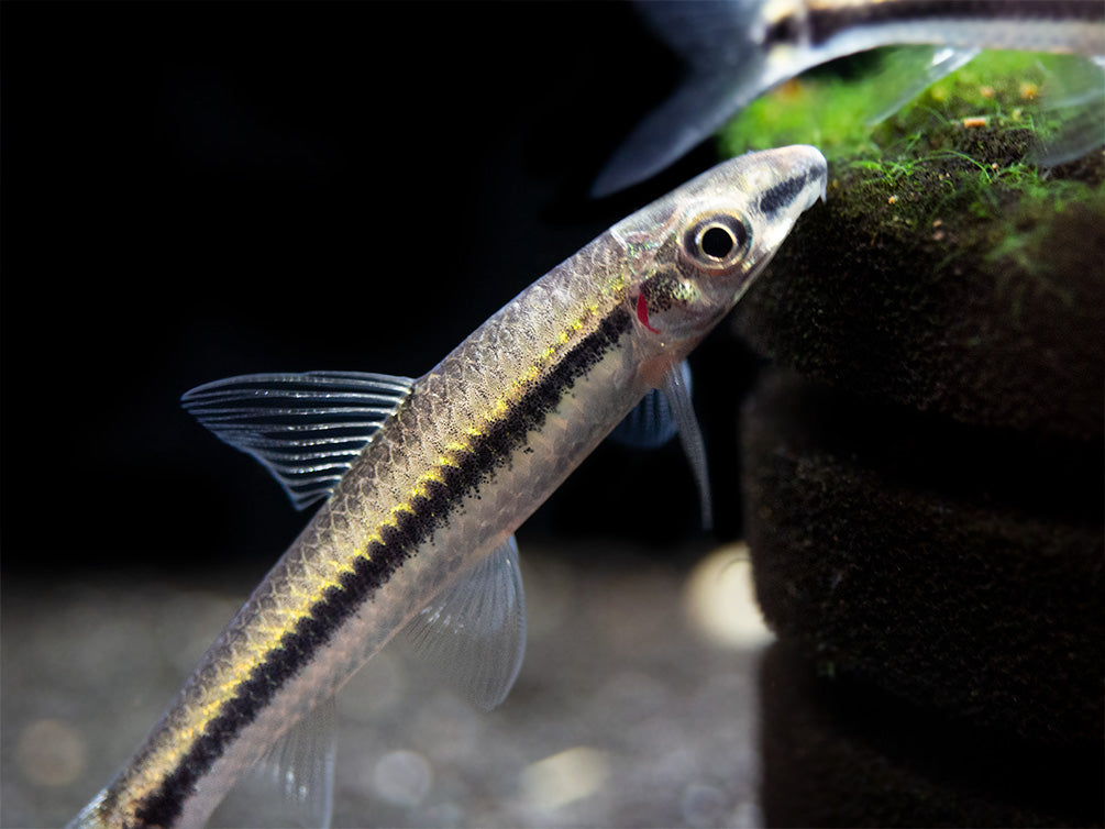 Flying Fox (Epalzeorhynchos kalopterum)