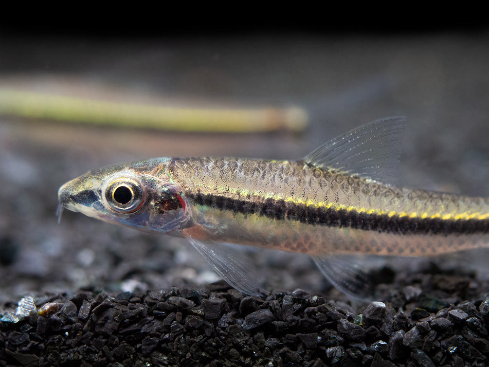 Flying Fox (Epalzeorhynchos kalopterum)