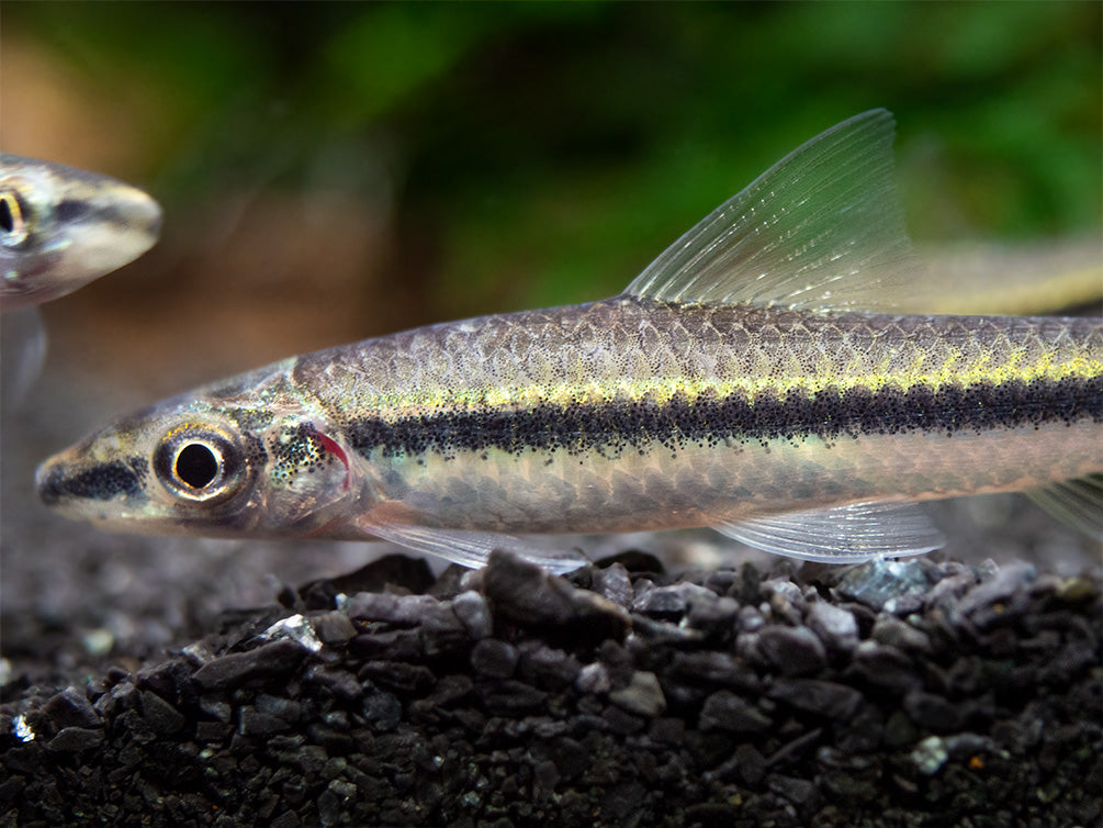 Flying Fox (Epalzeorhynchos kalopterum)
