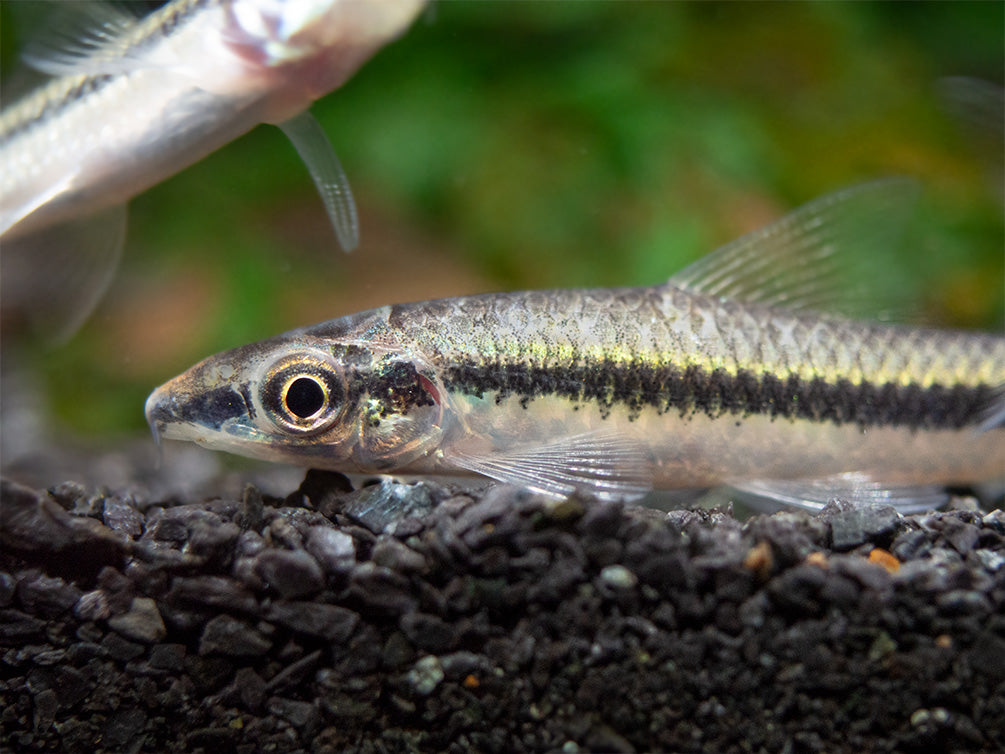 Flying Fox (Epalzeorhynchos kalopterum)