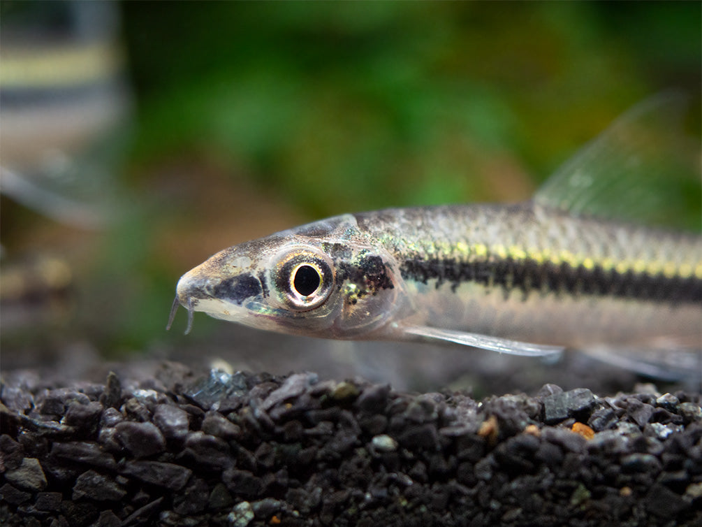 Flying Fox (Epalzeorhynchos kalopterum)