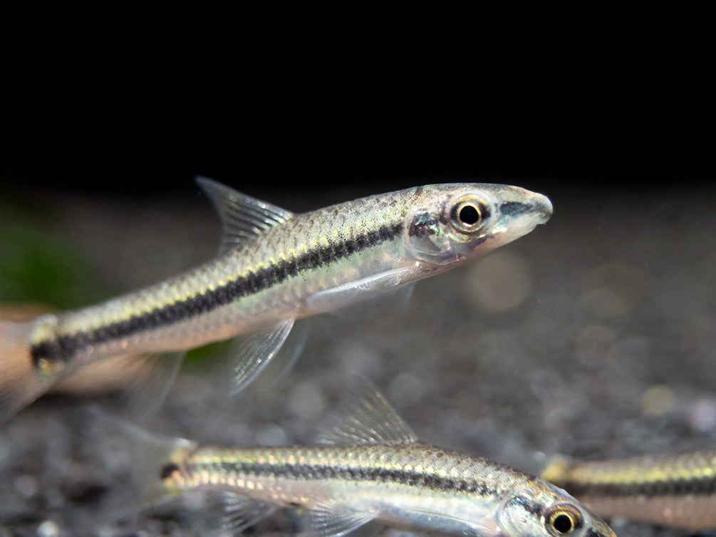 Flying Fox (Epalzeorhynchos kalopterum)