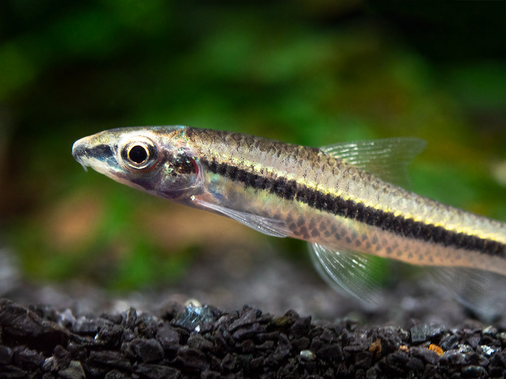 Flying Fox (Epalzeorhynchos kalopterum)
