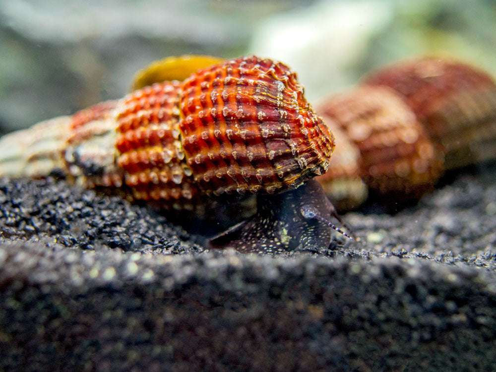 White Spotted Towuti Giant Sulawesi Rabbit Snail (Tylomelania towutensis)