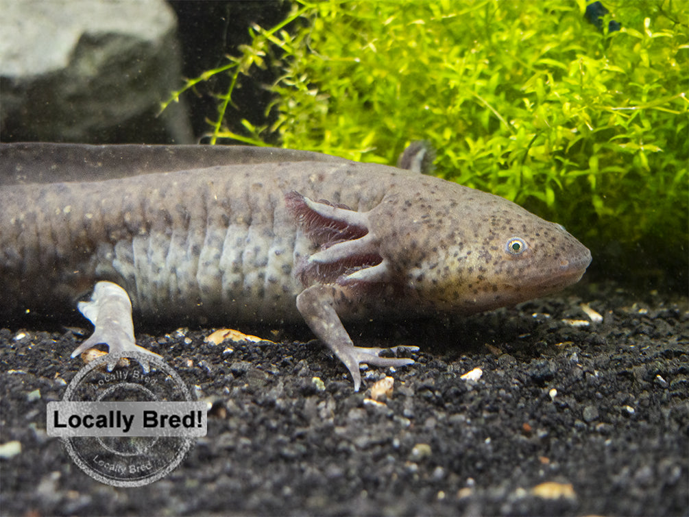 Wild Type Axolotl (Ambystoma mexicanum), Locally Bred
