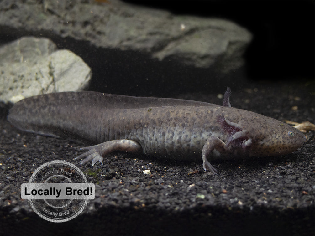 Wild Type Axolotl (Ambystoma mexicanum), Locally Bred