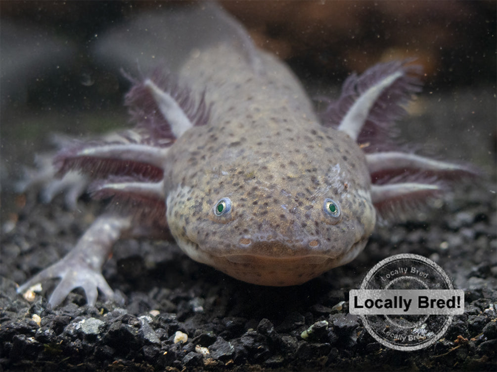 Wild Type Axolotl (Ambystoma mexicanum), Locally Bred