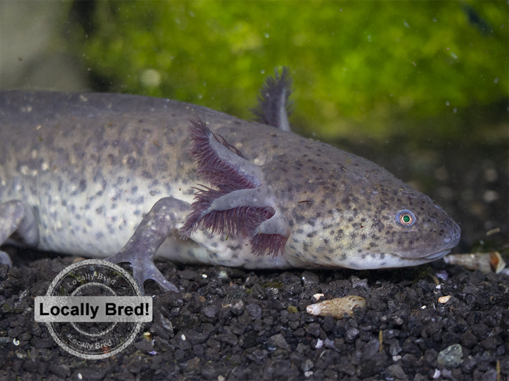 Wild Type Axolotl (Ambystoma mexicanum), Locally Bred