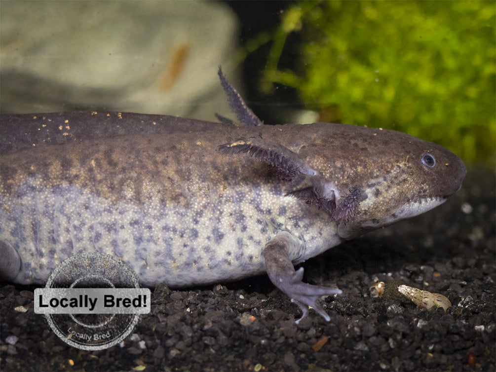 Wild Type Axolotl (Ambystoma mexicanum), Locally Bred
