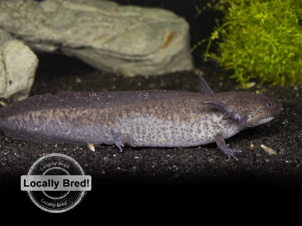 Wild Type Axolotl (Ambystoma mexicanum), Locally Bred
