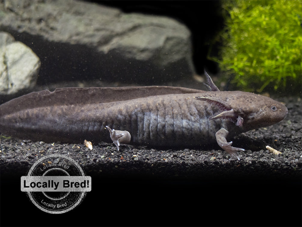 Wild Type Axolotl (Ambystoma mexicanum), Locally Bred