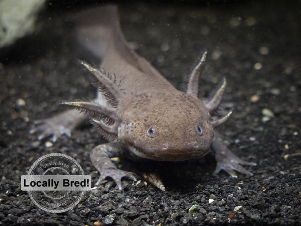 Wild Type Axolotl (Ambystoma mexicanum), Locally Bred