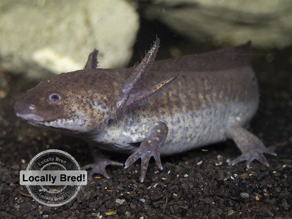 Wild Type Axolotl (Ambystoma mexicanum), Locally Bred