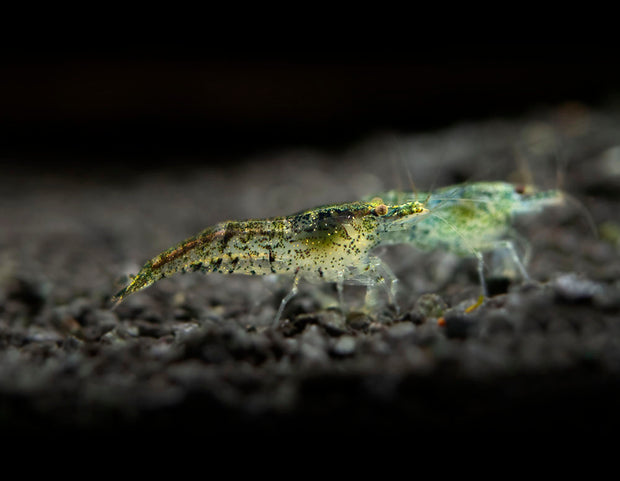 Wild Form Neocaridina Shrimp (Neocaridina davidi), Tank-Bred!