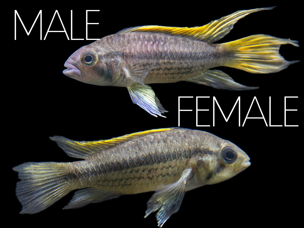 freshwater south american cichlids breeding pair for sale
