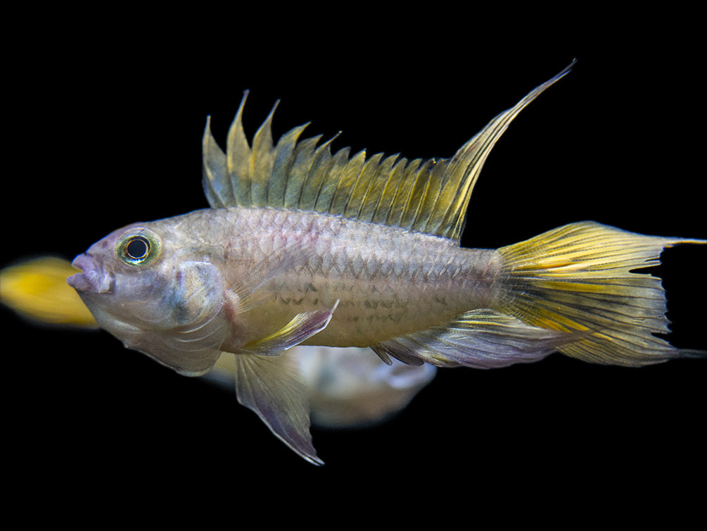 beautiful yellow cichlid for sale