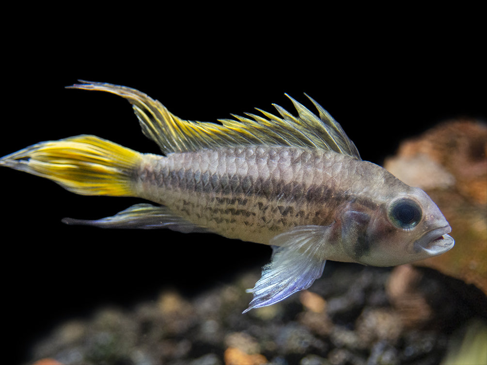 aquarium freshwater cichlids fish