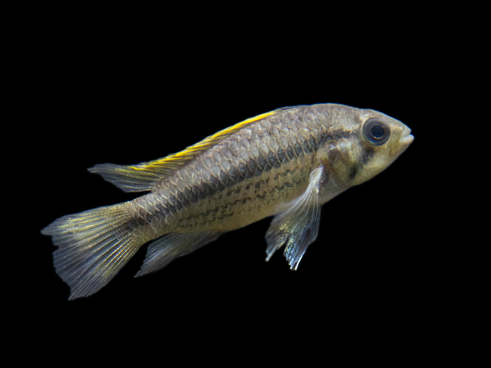 beautiful female freshwater cichlid fish for sale by aquatic arts
