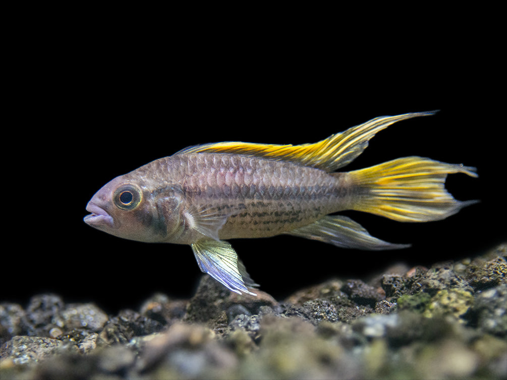 male freshwater cichlid fish for sale
