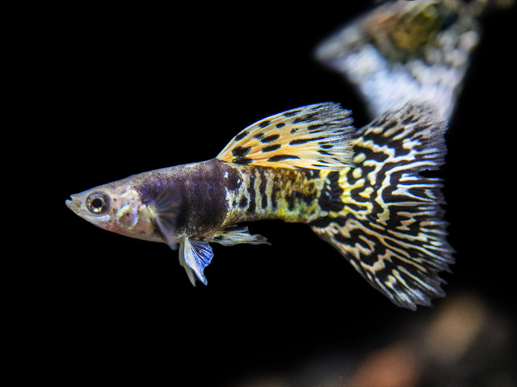 Yellow Tiger King Cobra Guppy (Poecilia reticulata), Tank-Bred! - Aquatic  Arts