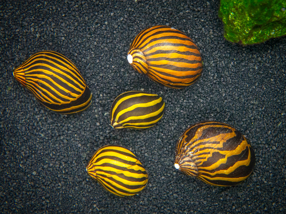 DELUXE Nerite Snail COMBO PACK - 5 Different Nerite Snail Species!