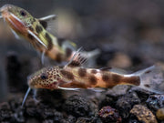 Synodontis Irregularis Catfish (Synodontis hybrid), Tank-Bred!