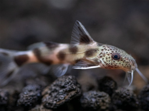 Synodontis Irregularis Catfish (Synodontis hybrid), Tank-Bred!