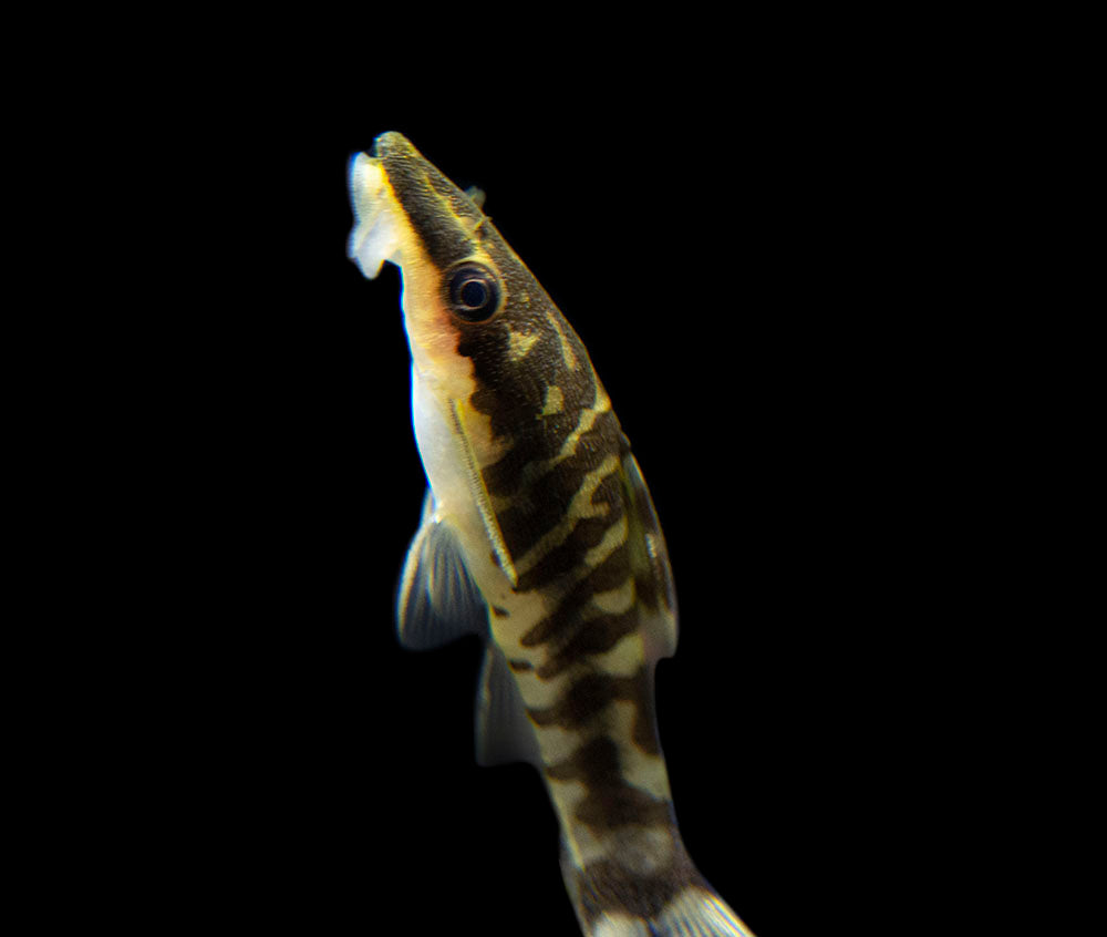 Tiger Oto Catfish for a freshwater aquarium for sale