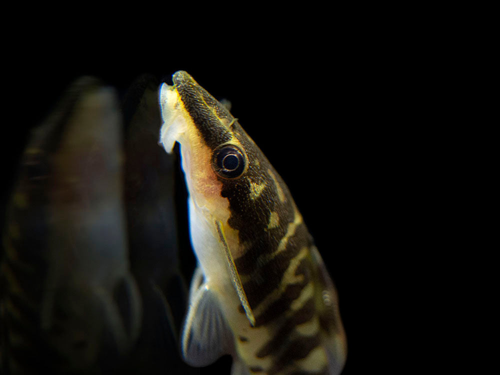 dwarf suckermouth catfish eating algae in freshwater aquarium tank