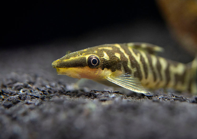 Zebra Otocinclus Catfish (Otocinclus cocama) by Aquatic Arts for sale