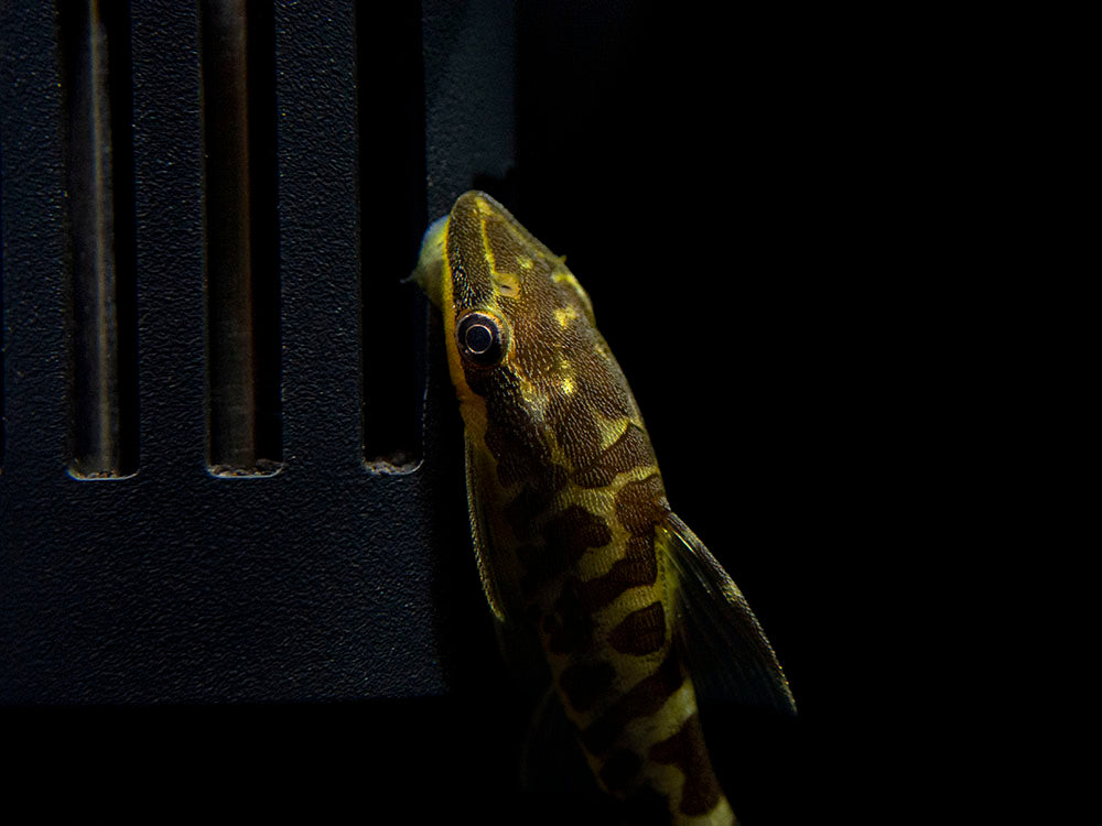 beautiful zebra oto suckermouth catfish on a tank filter