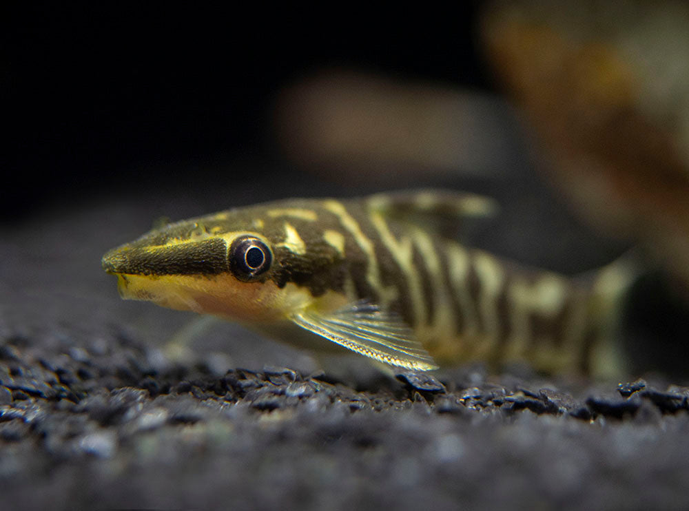 otocinclus zebra algae eater for sale