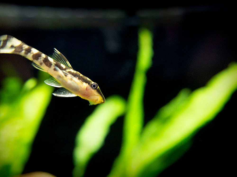 zebra-otocinclus otocinclus cocama for sale
