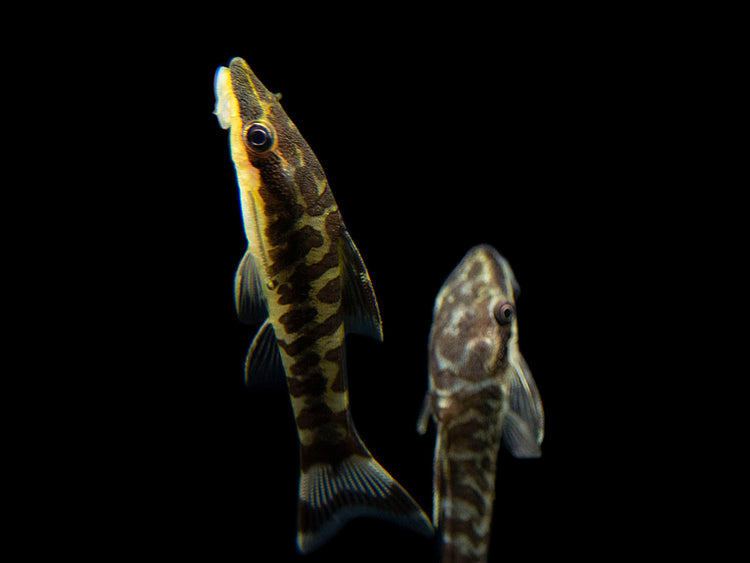 tiger zebra otos swimming in a freshwater aquarium tank