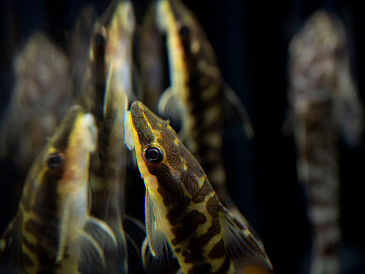the best algae eater fish for sale