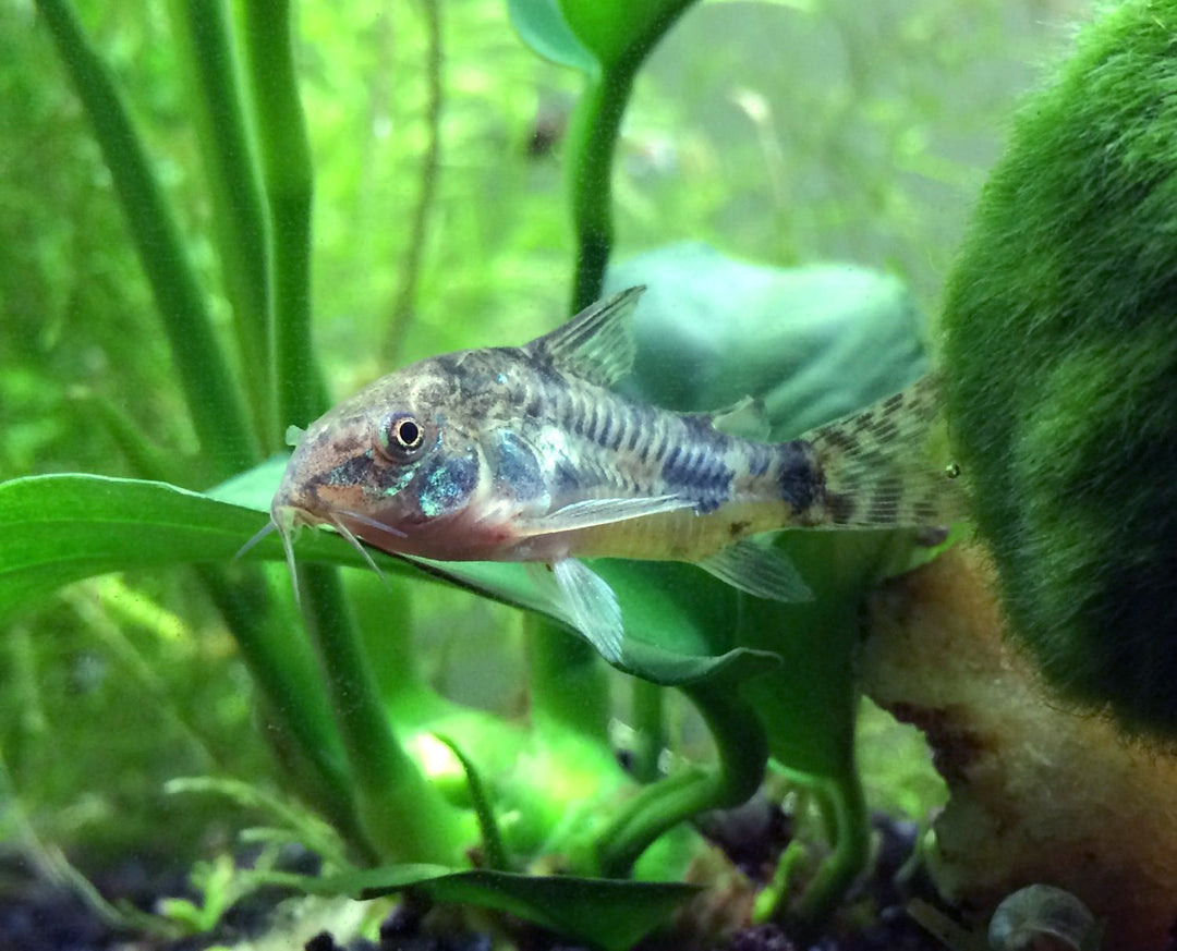 Peppered AKA Blue Leopard AKA Mottled Cory Catfish (Corydoras paleatus), Tank-Bred