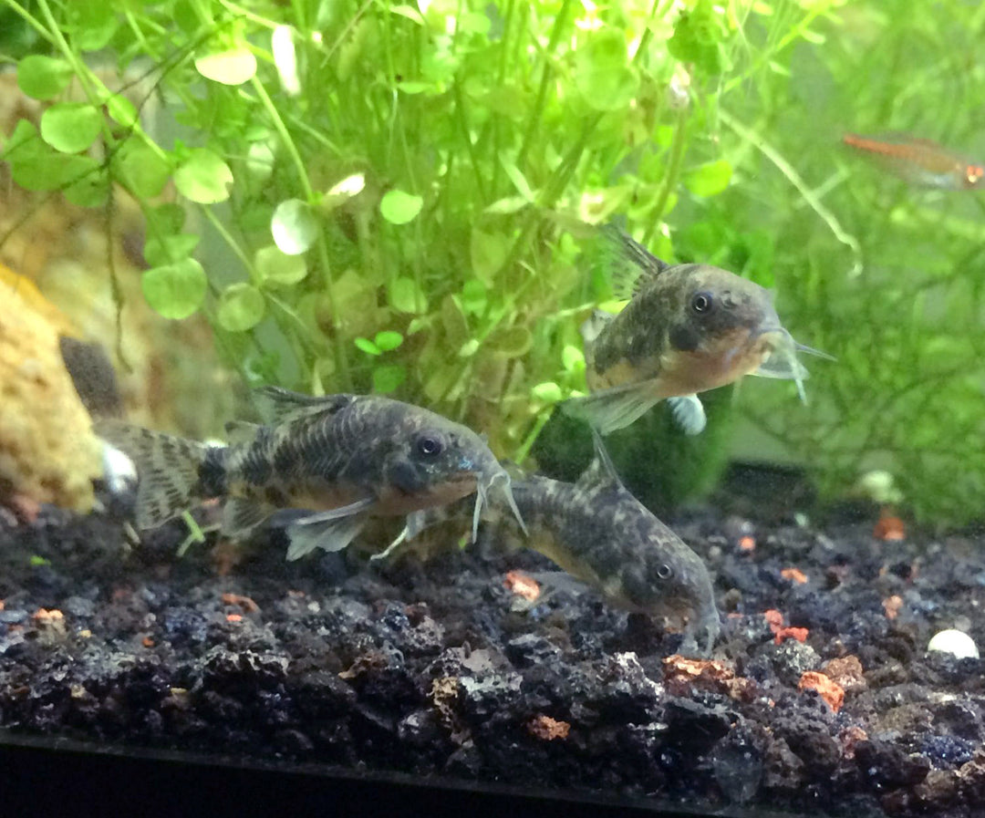 Peppered AKA Blue Leopard AKA Mottled Cory Catfish (Corydoras paleatus), Tank-Bred