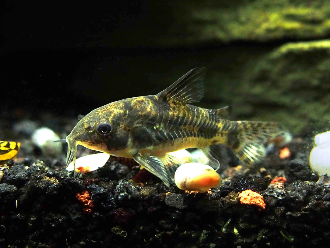 Peppered AKA Blue Leopard AKA Mottled Cory Catfish (Corydoras paleatus), Tank-Bred