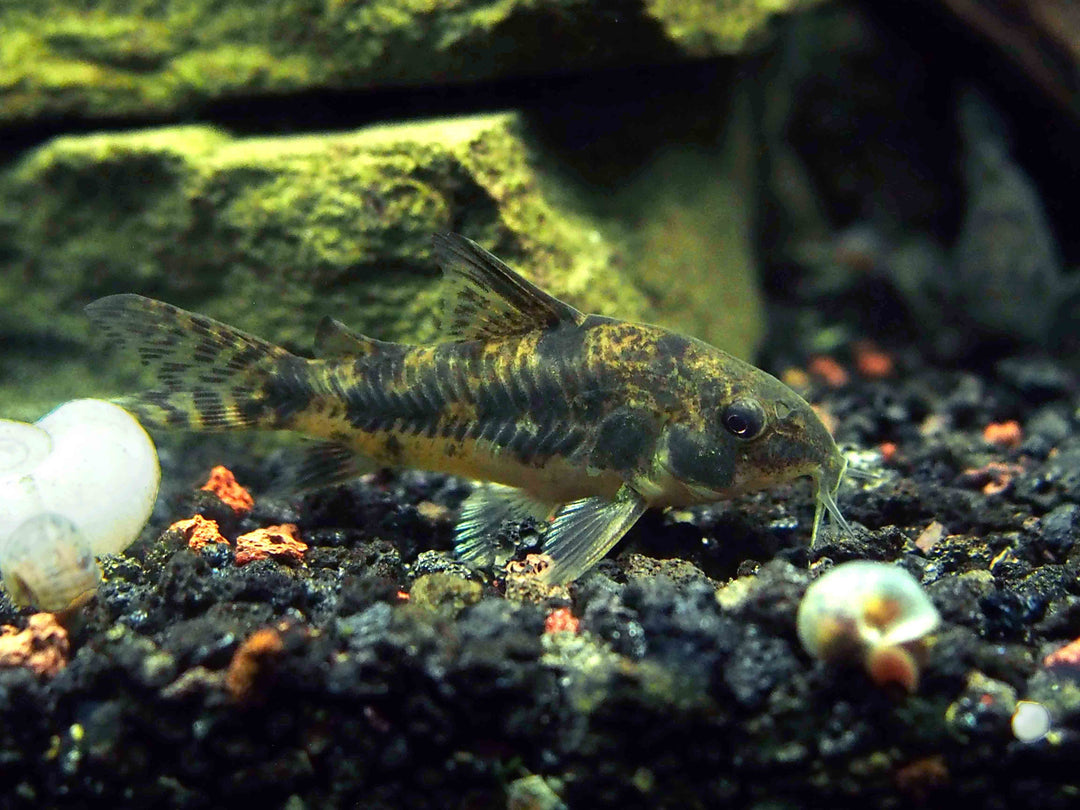 Peppered AKA Blue Leopard AKA Mottled Cory Catfish (Corydoras paleatus), Tank-Bred