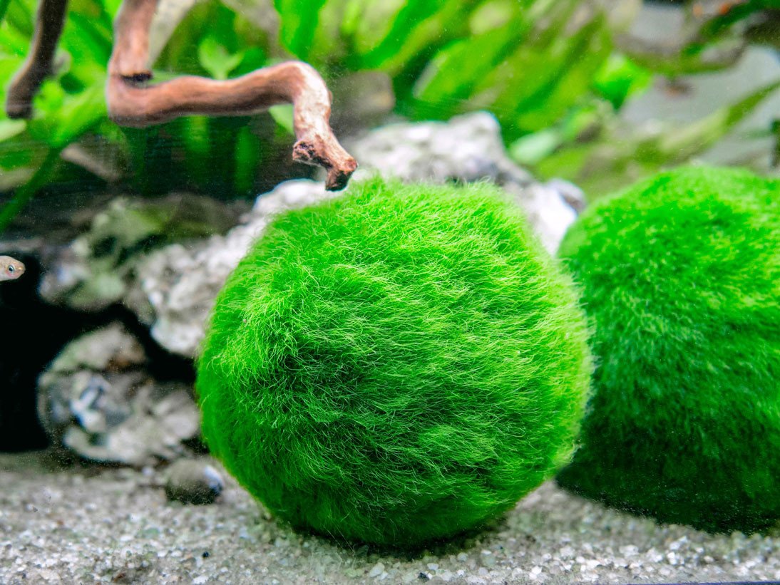 Marimo aegagropila linnaei in vaso vetro h16 - FloralGarden