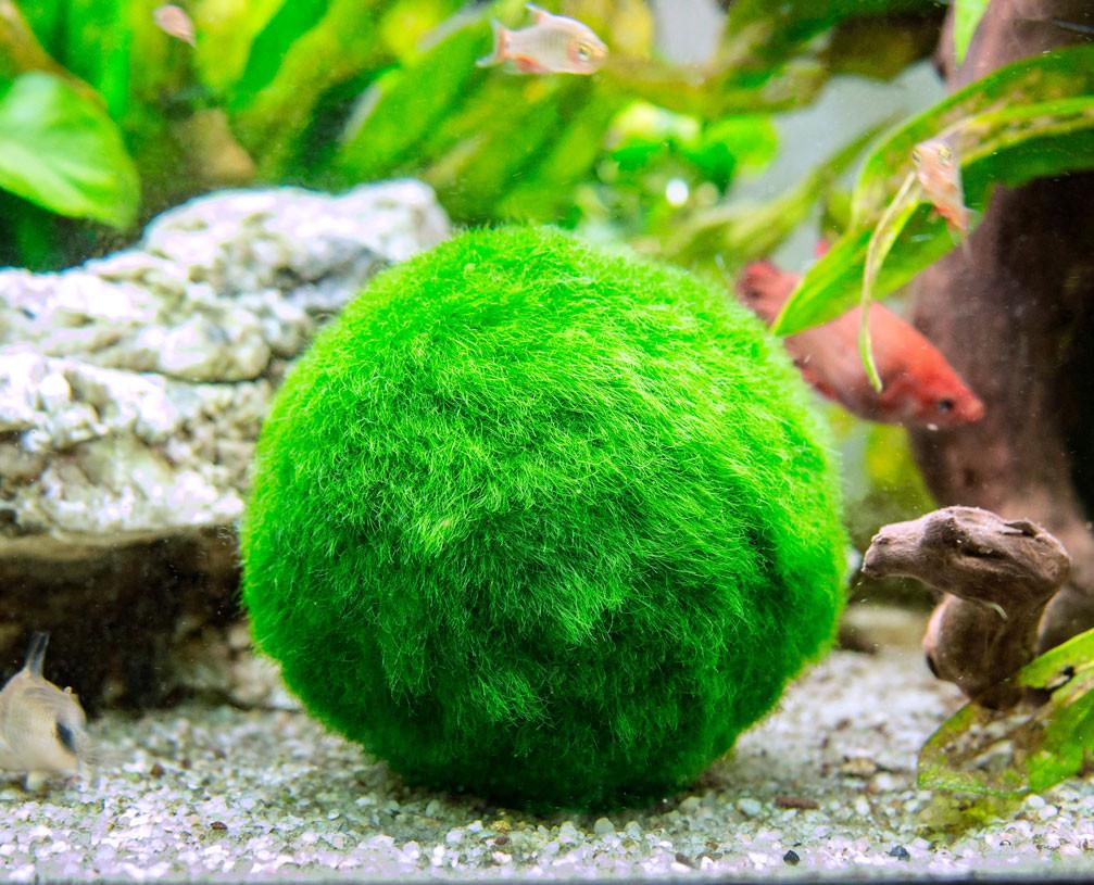 Marimo aegagropila linnaei in vaso vetro h16 - FloralGarden