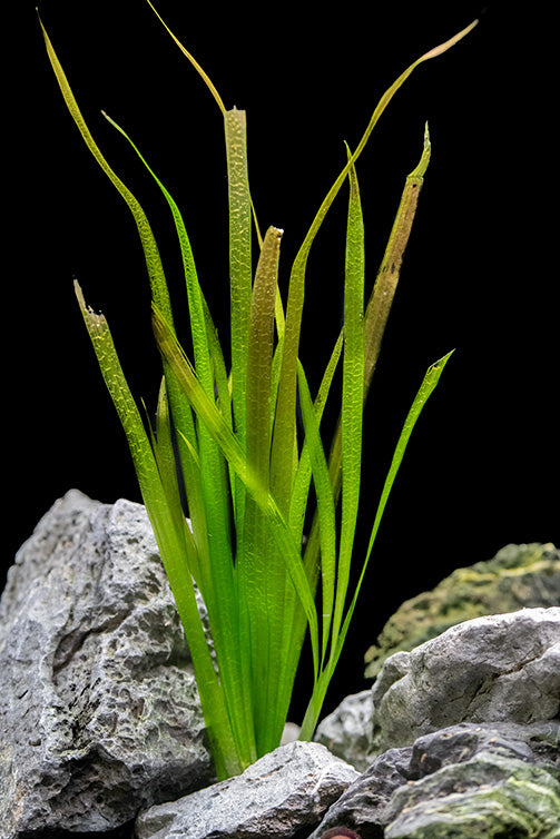 Red Jungle Vallisneria (Vallisneria gigantea rubra), Bunch w/Lead