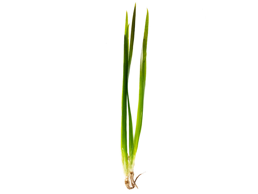 Red Jungle Vallisneria (Vallisneria gigantea rubra), Bunch w/Lead